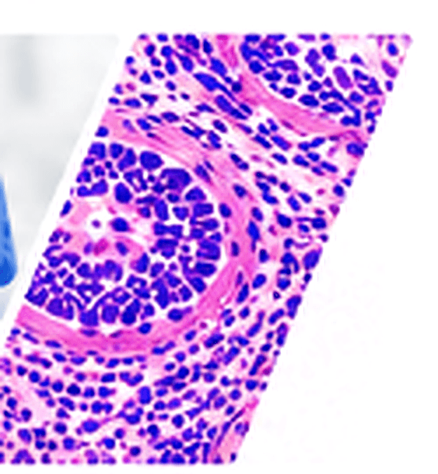 H&E stained tissue detail